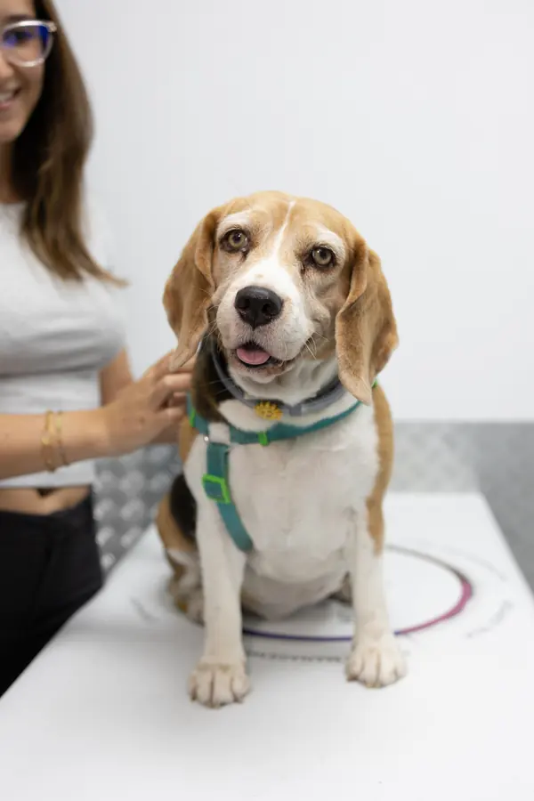 Lily's Vet