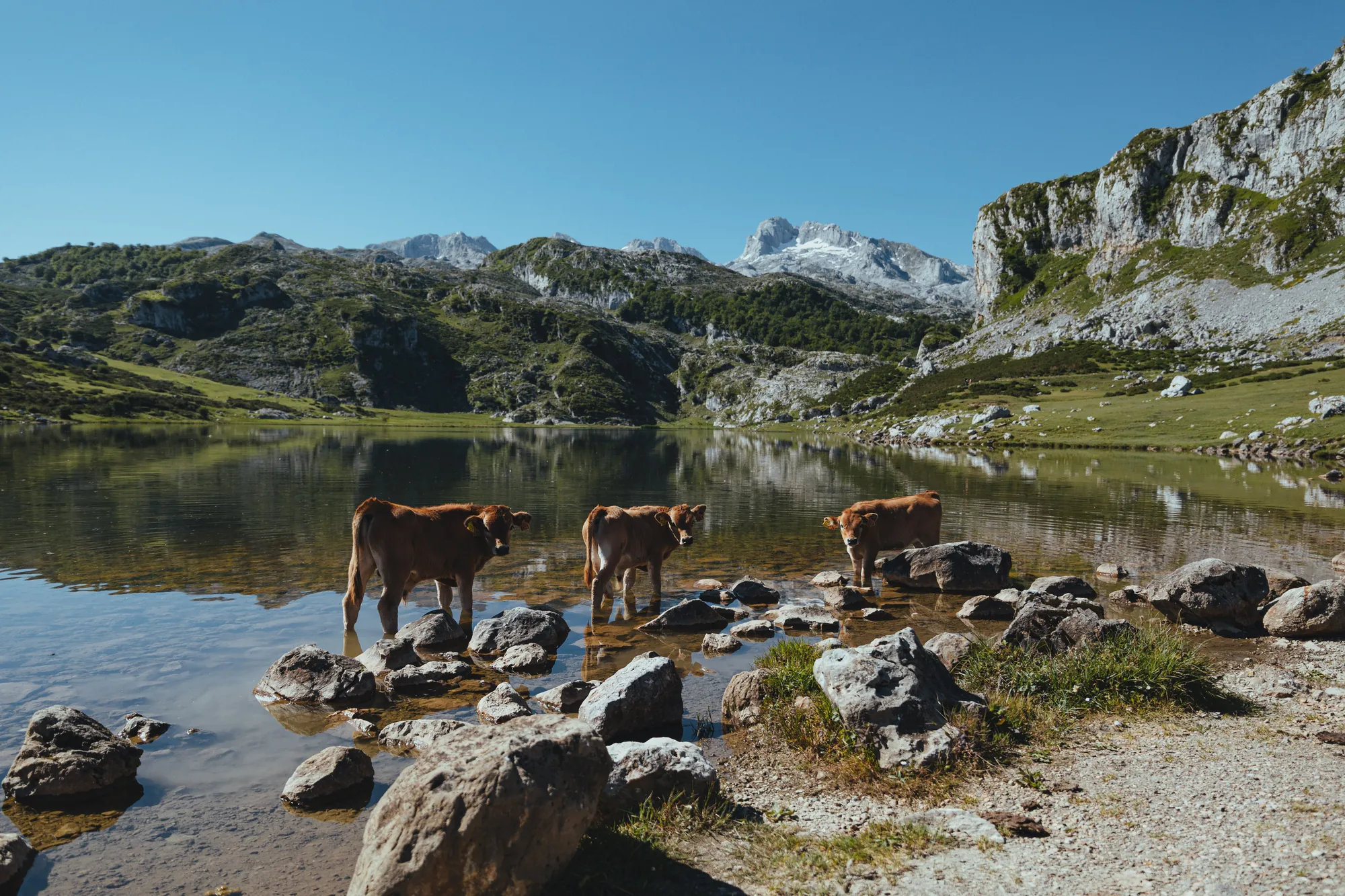 Picos de Europa