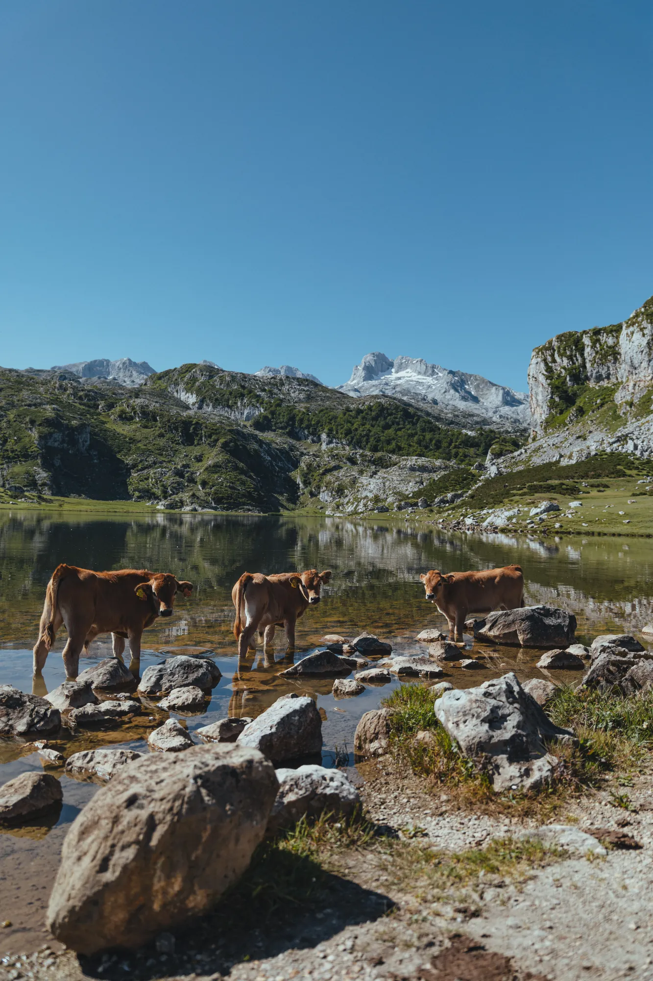 Picos de Europa