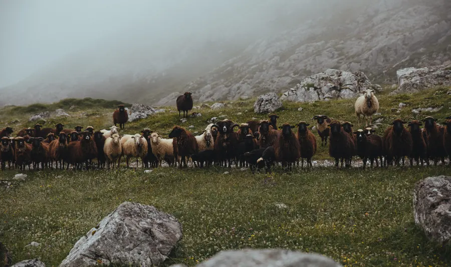 Picos de Europa